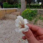 باغ ملی شیراز
