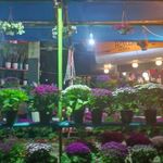 گل گیشا