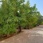 بوستان خانواده فرهنگ