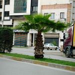 داروخانه محمدی طبرستانی