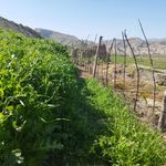 آتشکده سیاهگل