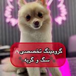 کلینیک دامپزشکی رد کارپت