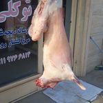 قصابی توکلی