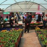 بازار گل محلاتی