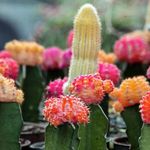 بازار گل محلاتی