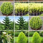 قاسم تاجمیری