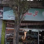 گل سناتور