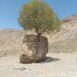 مروارید سبز
