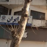 شرکت سهامی بیمه ایران