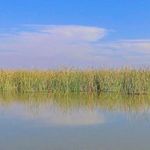 تالاب هور مزرعه