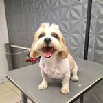 آرایشگاه حیوانات خانگی سرمدی