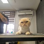 آرایشگاه حیوانات خانگی سرمدی