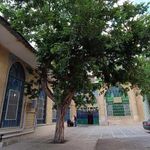 دشت مشاء