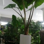 گلسرای گلدونه