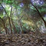 پارک جنگلی دزفول