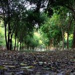 پارک جنگلی دزفول