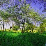 پارک جنگلی دزفول