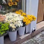 گلسرای ساحل گلفروشی