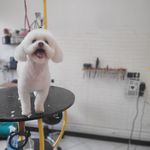 آرایشگاه حیوانات خانگی  فرامرز