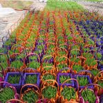 سبزه شب عید قربانی