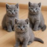 پت شاپ قلعه حیوانات