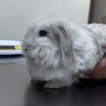 کلینیک دامپزشکی و پت‌شاپ اکسینپت اصفهان