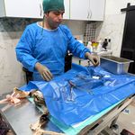 کیلینیک دامپزشکی و پت شاپ داروین