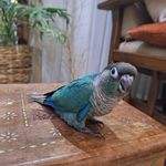 پرنده فروشی انواع پرندگان و دانه کشاورز