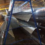 صنایع مرغداری تکین