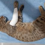 کلینیک دامپزشکی شفا (Dr. Salimi – Shafa Vet)سنندج، خیابان مردوخ جنوبی، کوچه باقرخان وکیل (نرسیده به چهارراه صفری)09186237426 / 09139781129