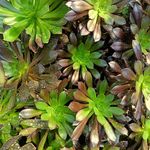 گل و گیاه آپارتمانی تهران و البرز