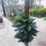 گلخانه ایلیا