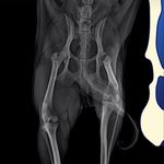 بیمارستان دامپزشکی هلسی پت