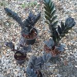 golkad-yasin | گلکده یاسین