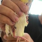 مجتمع درمانی دامپزشکی مهر(دکتر عباسی)