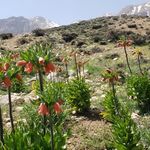 اقامتگاه بومگردی مروارید گلک
