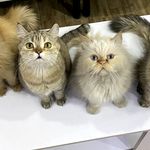 کلینیک دامپزشکی لیون