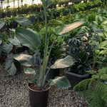 golkad-yasin | گلکده یاسین