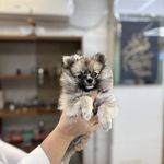 درمانگاه دامپزشکی های پت