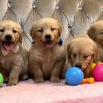 خرید و فروش سگ آوا پت