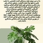 گلخانه ی ژینکو (ژین سویل)
