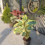 گلخانه ایلیا