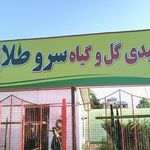 تولیدی گل و گیاه سرو طلایی
