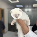 درمانگاه دامپزشکی های پت