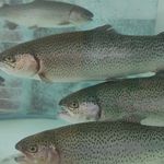 ماهی فروشی برکه