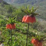 کوه گرین