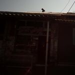 نانوایی بربری‍