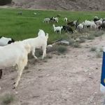 دامپروری علی قارونی