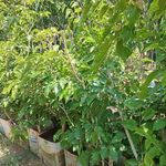 نهال درخت گل و گیاه فروشی