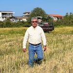 شهر برنج شامینو